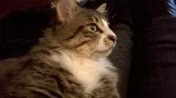 Lost Male Cat last seen Wildaire Road  / Brook Lane, Lakewood, WA 98499