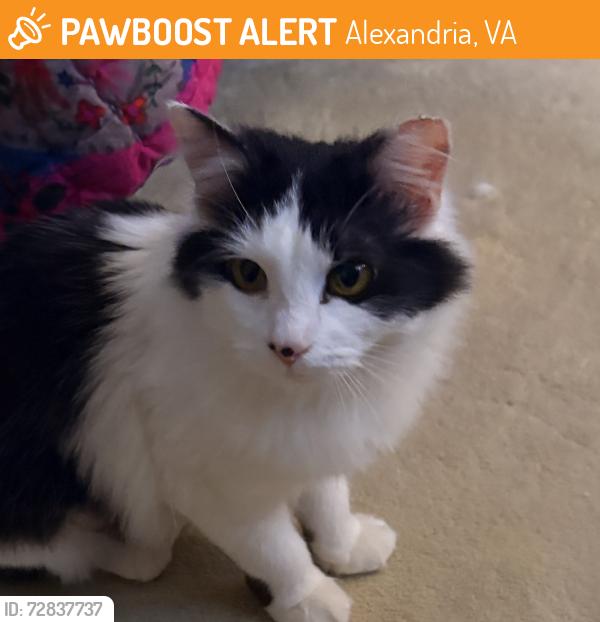 Found/Stray Unknown Cat last seen Lockheed blvd, Alexandria, VA 22306