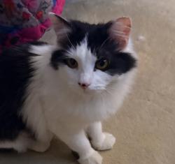Found/Stray Unknown Cat last seen Lockheed blvd, Alexandria, VA 22306