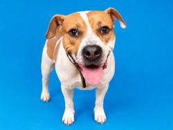 Shelter Stray Male Dog last seen , Jacksonville, FL 32204
