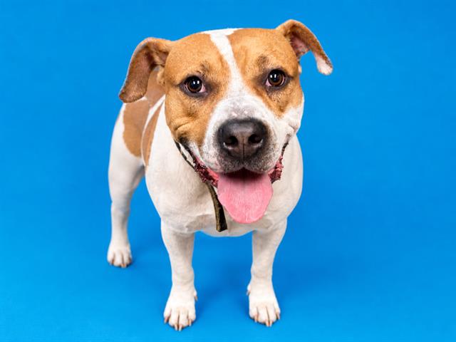Shelter Stray Male Dog last seen , Jacksonville, FL 32204
