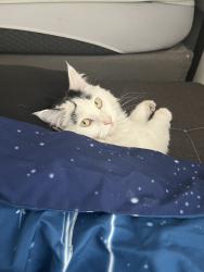 Lost Female Cat last seen Rich Beem and Charles Foster, El Paso, TX 79938