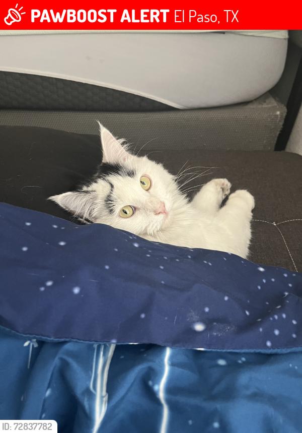 Lost Female Cat last seen Rich Beem and Charles Foster, El Paso, TX 79938