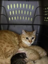 Shelter Stray Female Cat last seen AQUA MARINE CT / AMBER CREEK DR, Elk Grove, CA 95624