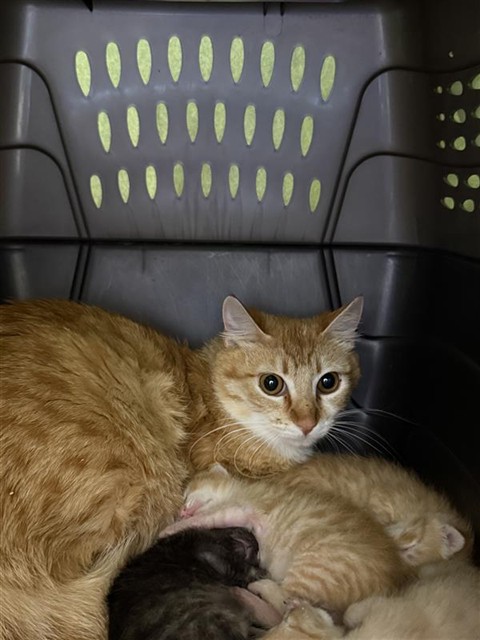 Shelter Stray Female Cat last seen AQUA MARINE CT / AMBER CREEK DR, Elk Grove, CA 95624