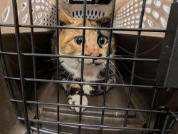 Shelter Stray Female Cat last seen Near BLOCK COSTCO DR, TUKWILA WA 98188, Kent, WA 98032