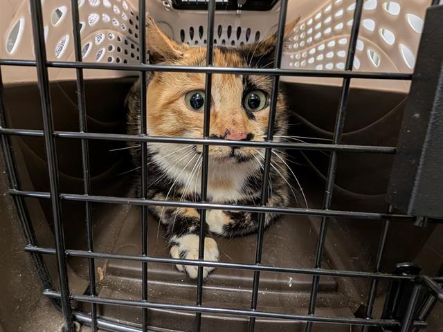 Shelter Stray Female Cat last seen Near BLOCK COSTCO DR, TUKWILA WA 98188, Kent, WA 98032