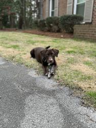 Lost Male Dog last seen Country club circle, Trent Woods, NC 28562