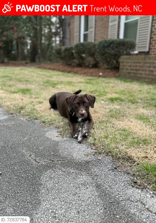 Lost Male Dog last seen Country club circle, Trent Woods, NC 28562