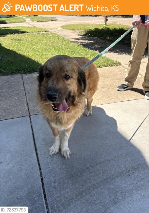 Found/Stray Unknown Dog last seen 1st St and Glenn St , Wichita, KS 67203