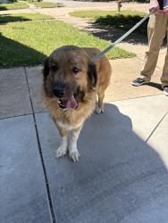 Found/Stray Unknown Dog last seen 1st St and Glenn St , Wichita, KS 67203