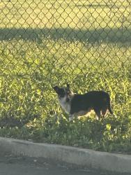 Found/Stray Unknown Dog last seen Nakoma and hettler, San Antonio, TX 78216