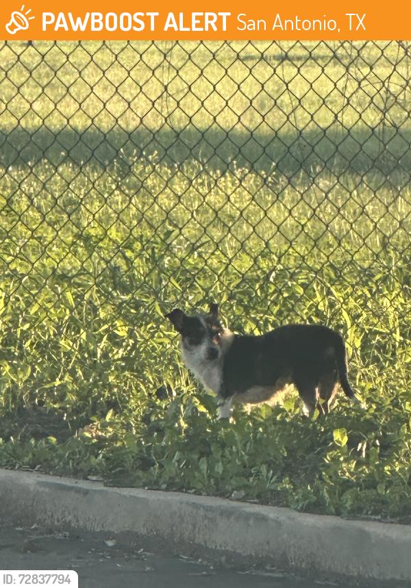 Found/Stray Unknown Dog last seen Nakoma and hettler, San Antonio, TX 78216