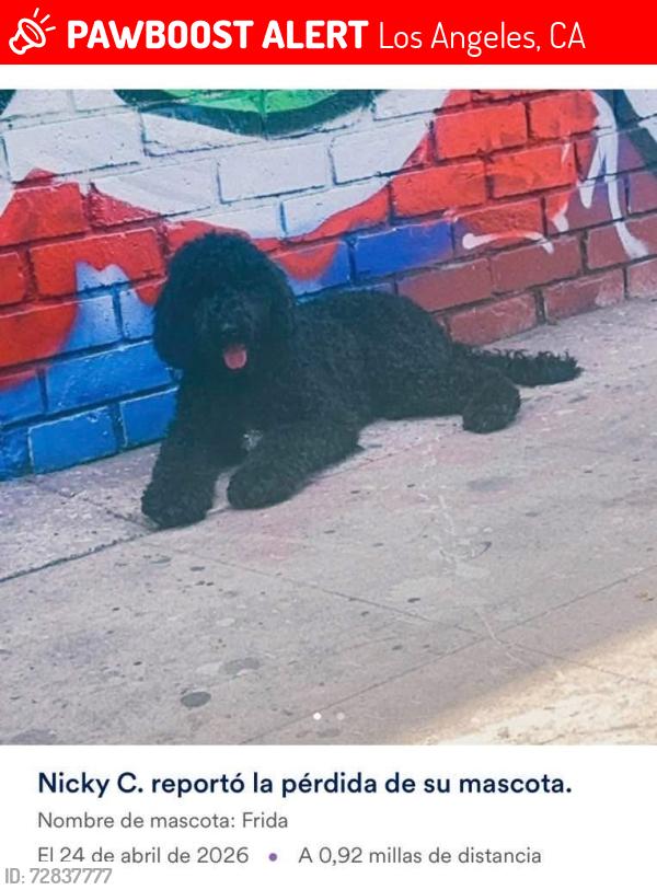 Lost Female Dog last seen Central and 33rd, Los Angeles, CA 90011