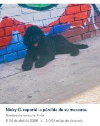 Lost Female Dog last seen Central and 33rd, Los Angeles, CA 90011