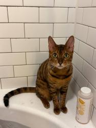 Reunited Female Cat last seen Near W Jones Avenue, San Antonio, TX 78215