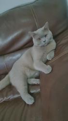 Lost Male Cat last seen Farnworth rd, South Yorkshire, England S65