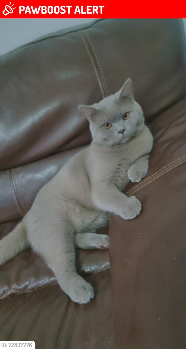 Lost Male Cat last seen Farnworth rd, South Yorkshire, England S65