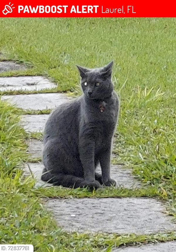 Lost Male Cat last seen behind Waterfront 2, Laurel, FL 34275