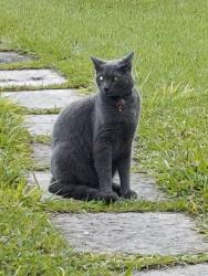 Lost Male Cat last seen behind Waterfront 2, Laurel, FL 34275