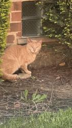 Found/Stray Unknown Cat last seen Greentree Ln, Bolingbrook, IL 60440