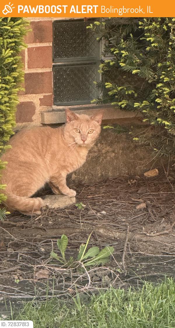 Found/Stray Unknown Cat last seen Greentree Ln, Bolingbrook, IL 60440