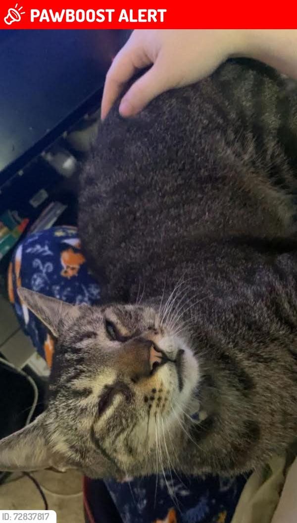 Lost Male Cat last seen Near Pembroke Street SW, 29469 Ocean Isle Beach, Ocean Isle Beach, NC 28469