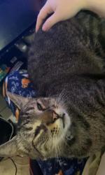 Lost Male Cat last seen Near Pembroke Street SW, 29469 Ocean Isle Beach, Ocean Isle Beach, NC 28469