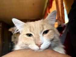Found/Stray Male Cat last seen Toyon and Tokay across from Methodist Church , Modesto, CA 95350