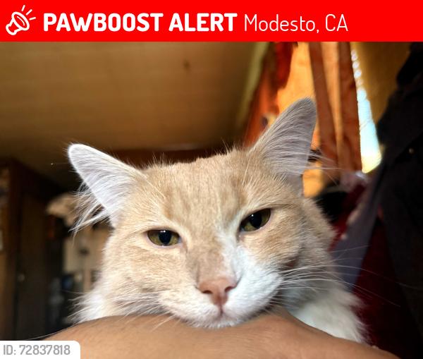 Found/Stray Male Cat last seen Toyon and Tokay across from Methodist Church , Modesto, CA 95350