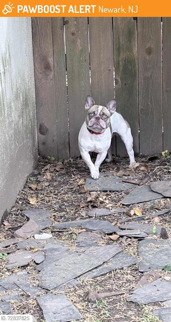 Found/Stray Male Dog last seen Peshine Avenue School, Newark, NJ 07102