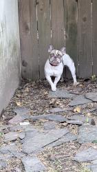 Found/Stray Male Dog last seen Peshine Avenue School, Newark, NJ 07102