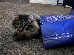 Lost Male Cat last seen Near behind remedies tavern , Henderson, NV 89002