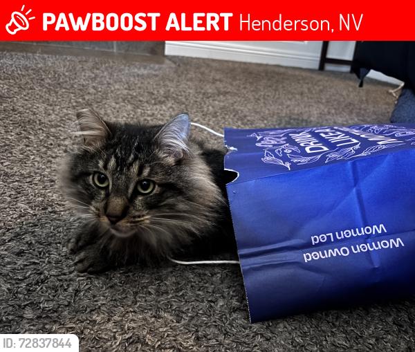 Lost Male Cat last seen Near behind remedies tavern , Henderson, NV 89002