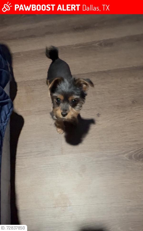 Lost Male Dog last seen LE FORGE AVE, Dallas, TX 75216