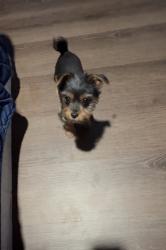 Lost Male Dog last seen LE FORGE AVE, Dallas, TX 75216