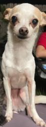 Lost Female Dog last seen S post oak, Houston, TX 77045