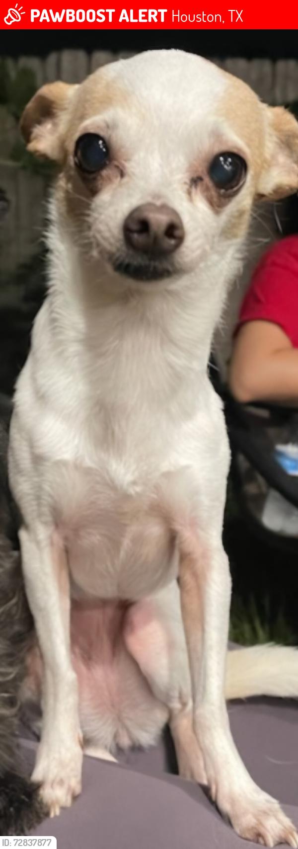 Lost Female Dog last seen S post oak, Houston, TX 77045