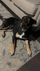 Reunited Male Dog last seen Outlet Mall, Charlotte, NC 28273