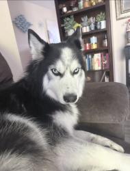 Lost Female Dog last seen Payne and San Thomas, San Jose, CA 95117