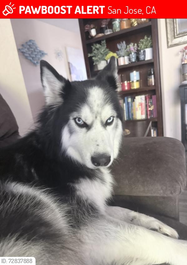 Lost Female Dog last seen Payne and San Thomas, San Jose, CA 95117
