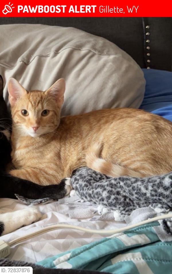 Lost Male Cat last seen Oregon, Gillette, WY 82718