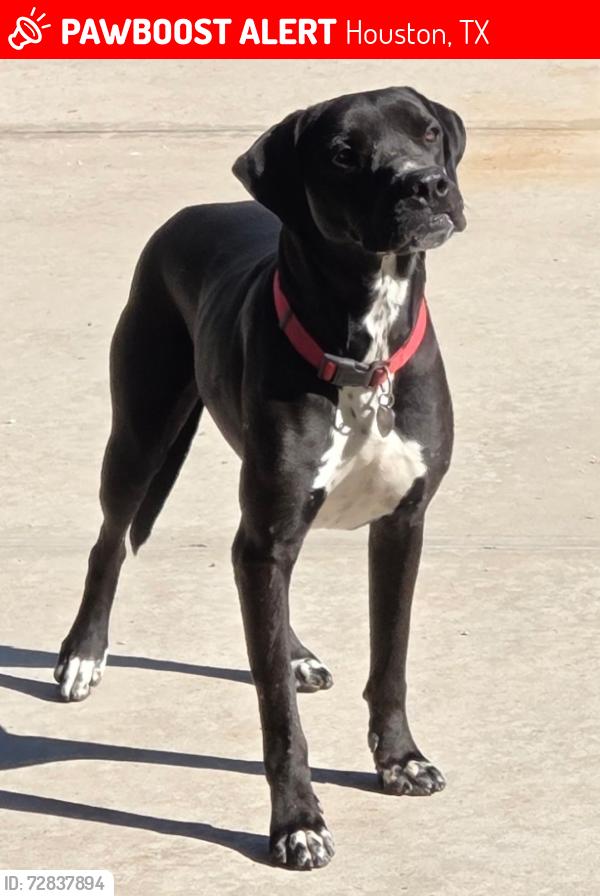Lost Male Dog last seen Linh Son Temple, Houston, TX 77086