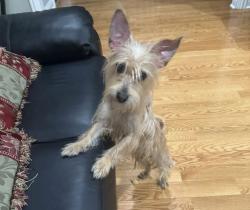 Found/Stray Female Dog last seen Lake/central, Chicago, IL 60602