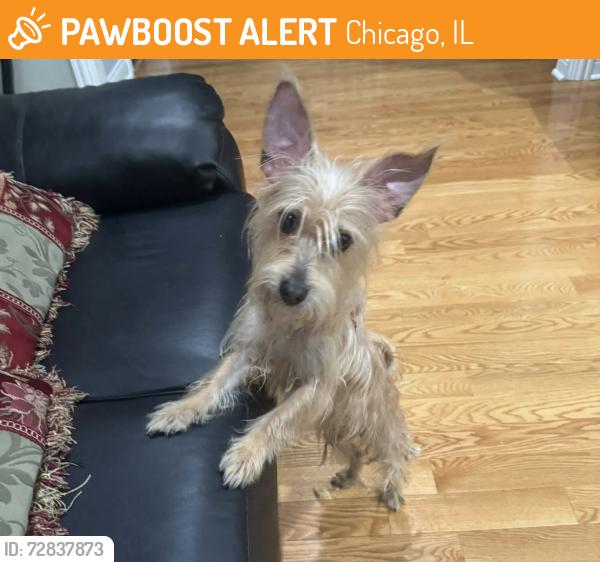 Found/Stray Female Dog last seen Lake/central, Chicago, IL 60602