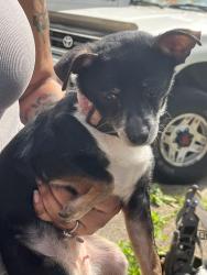 Found/Stray Female Dog last seen 90th and Powell, Portland, OR 97266