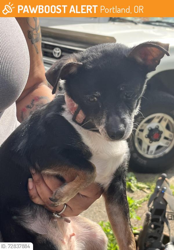 Found/Stray Female Dog last seen 90th and Powell, Portland, OR 97266