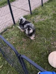 Found/Stray Male Dog last seen Near claridge st , Philadelphia, PA 19111