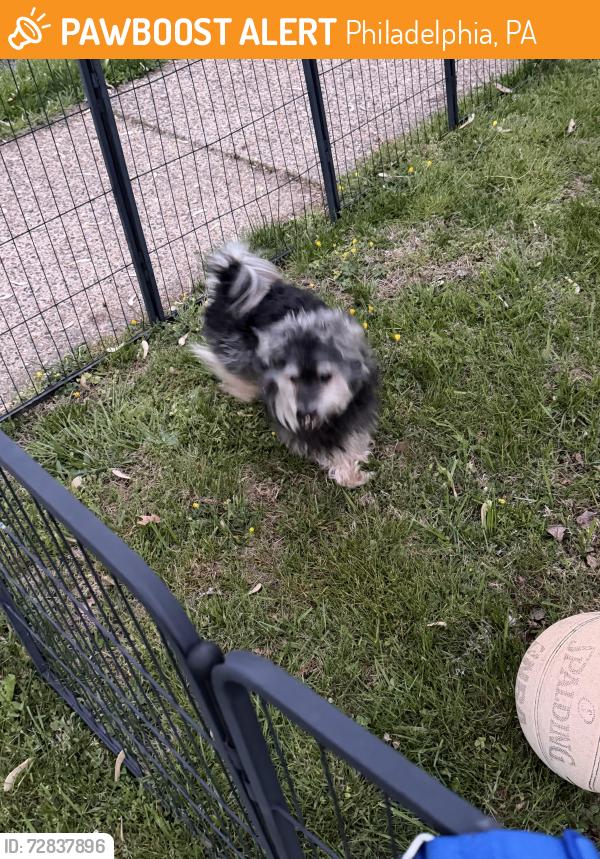 Found/Stray Male Dog last seen Near claridge st , Philadelphia, PA 19111