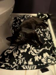 Found/Stray Male Cat last seen Michigan Rd and 77th St , Indianapolis, IN 46268